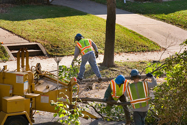 Tree Removal for Businesses in Eunice, NM